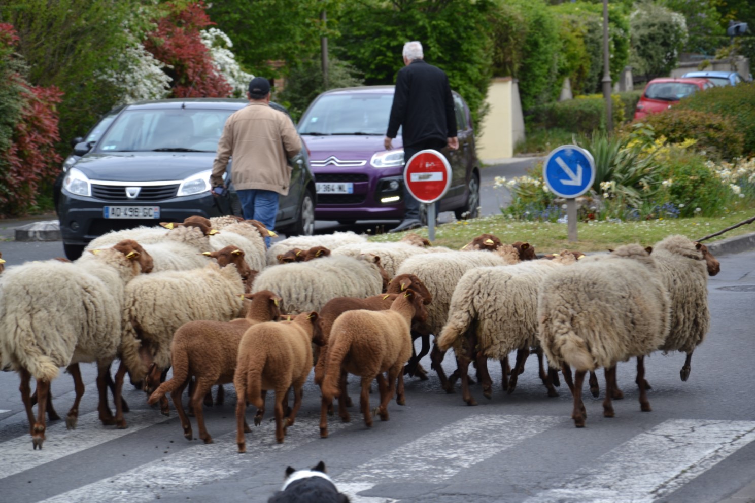 TRANSHUMANCE DE SAINT-PRIX 2017