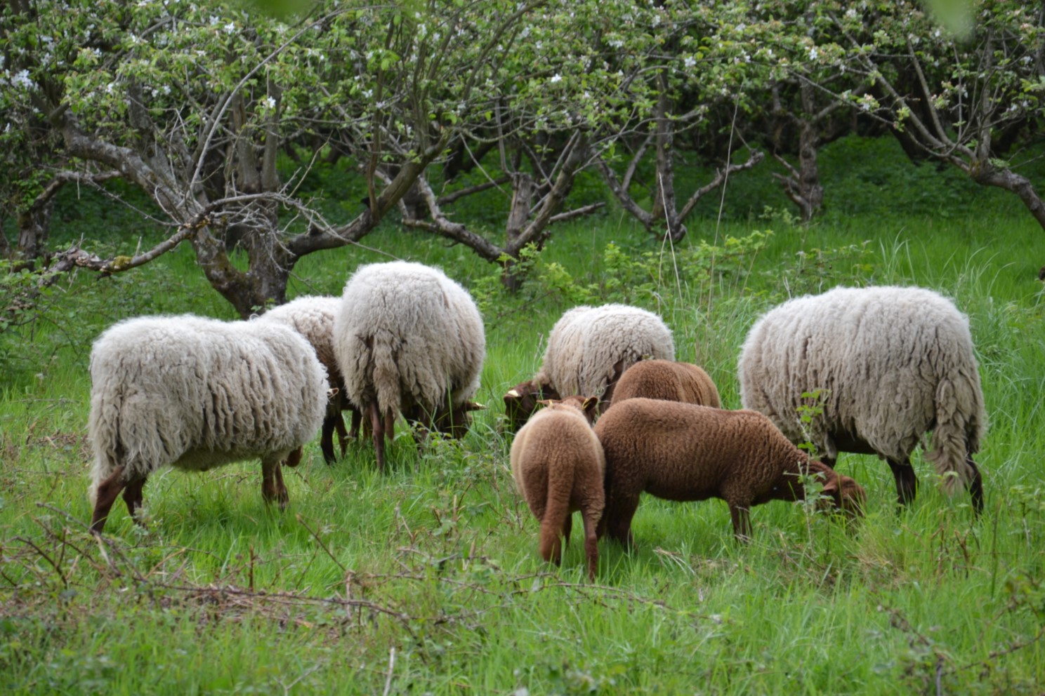 Transhumance à Saint-Prix