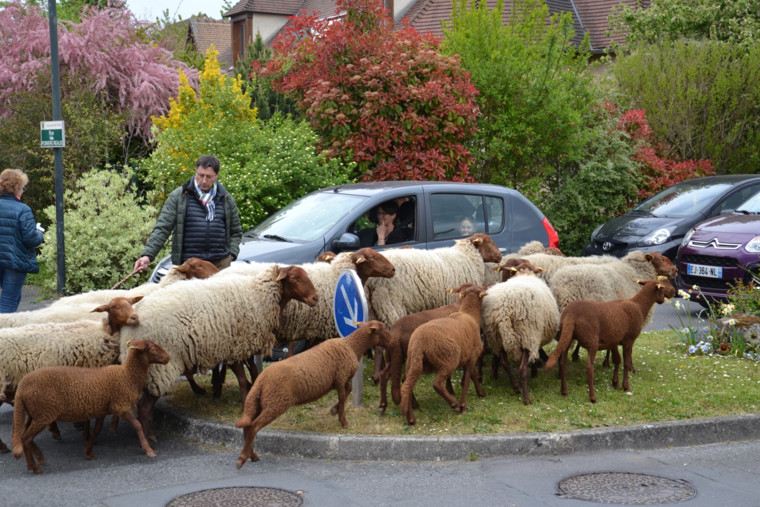 Transhumance à Saint-Prix 