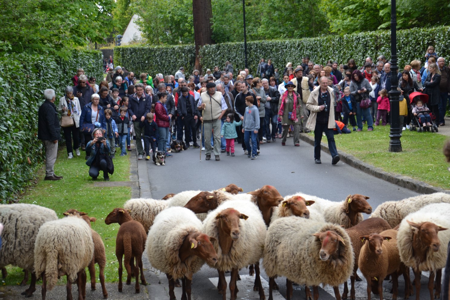 Transhumance à Saint-Prix en 2017