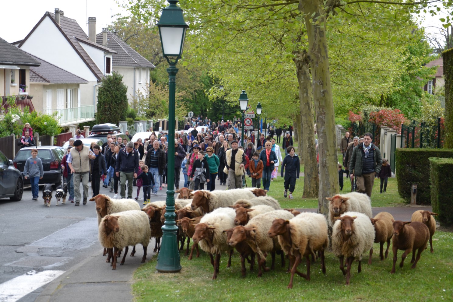 TRANSHUMANCE DE SAINT-PRIX 2017