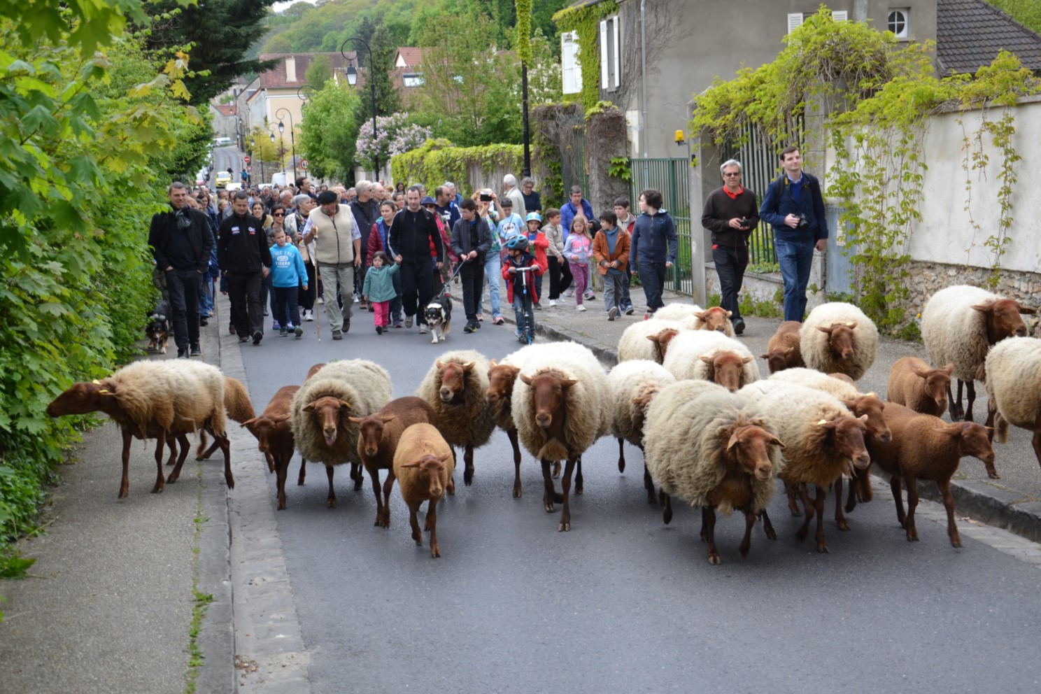 TRANSHUMANCE DE SAINT-PRIX 2017