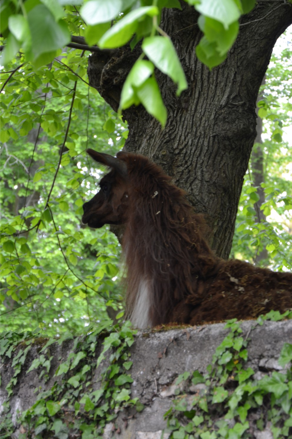 La Lama observateur de la Transhumance...