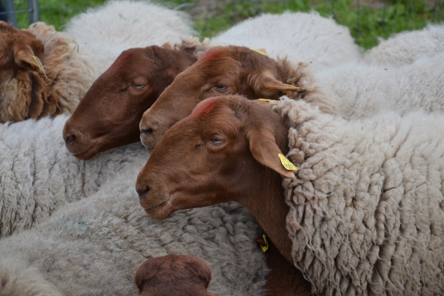 TRANSHUMANCE DE SAINT-PRIX 2017