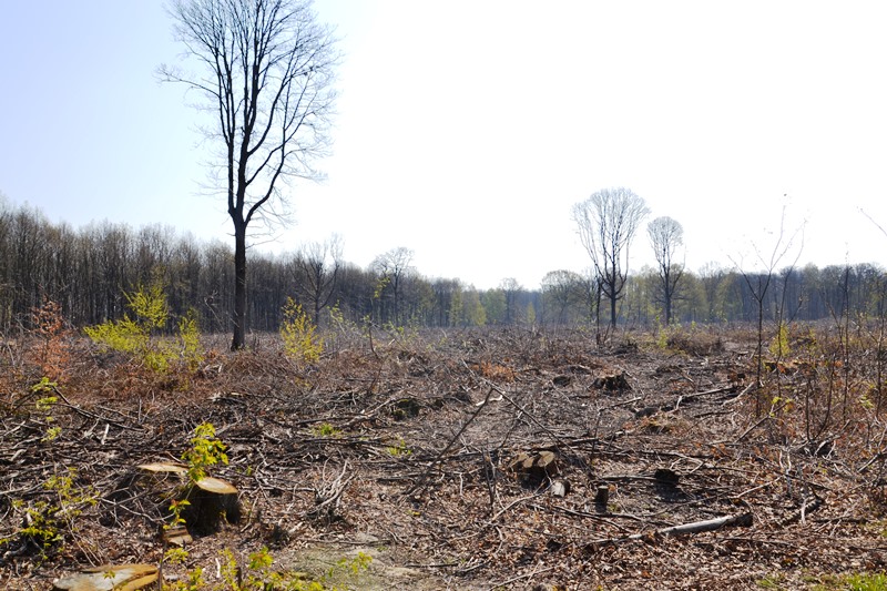 Coupes dans la Forêt de Montmorency