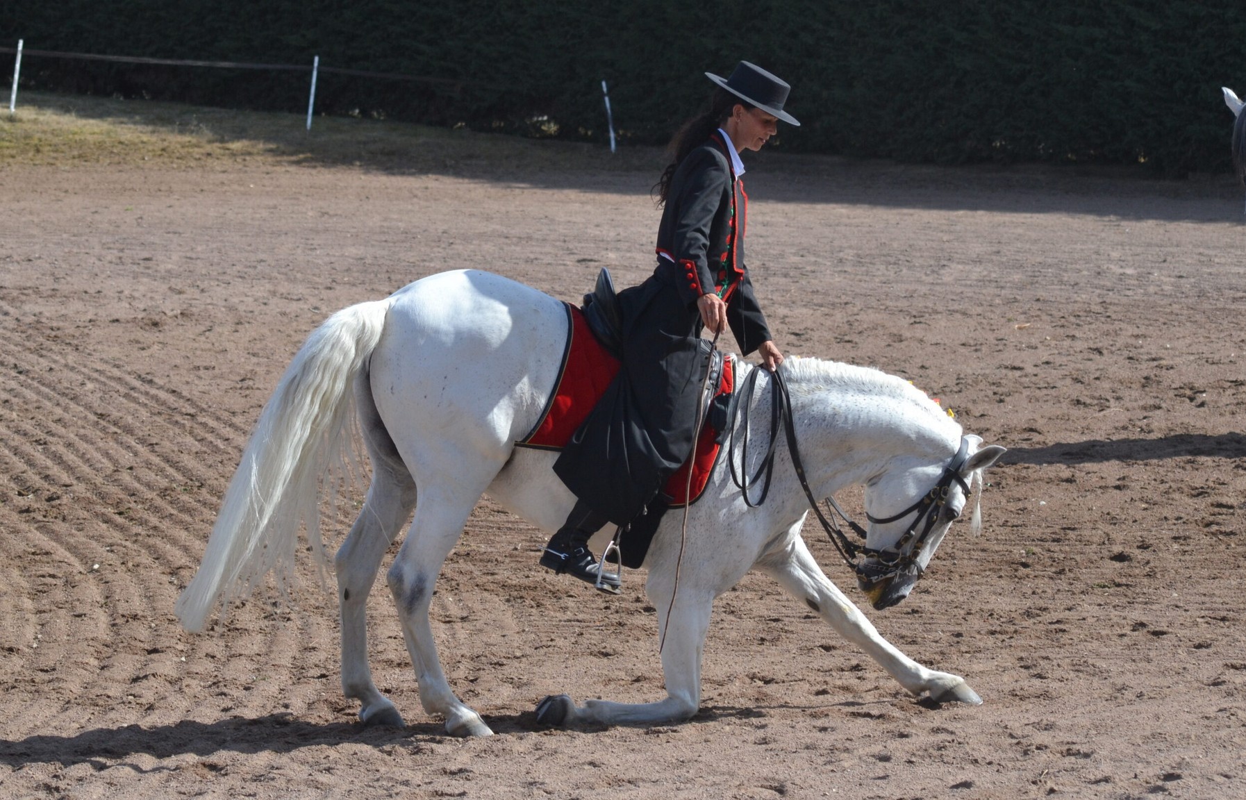 Cheval spectacle