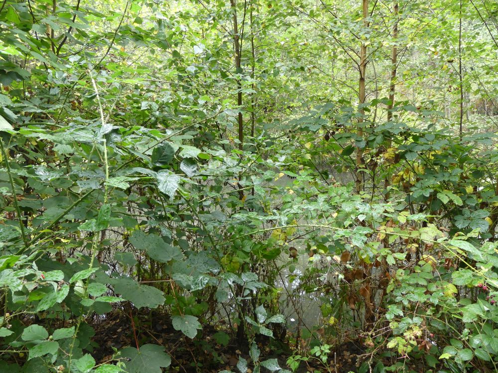 Mare Forêt de Montmorency (photo LPO)