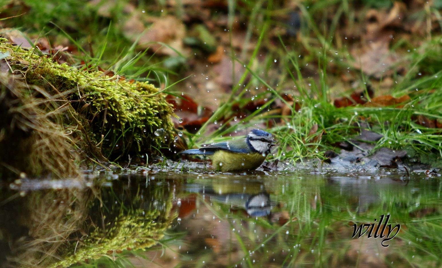 Mésange bleue