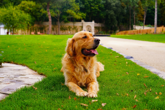 Montmorency ville amie des animaux 2026