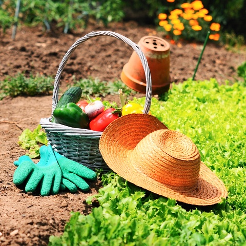 Rendez-vous potagers à Soisy