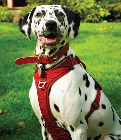 Sdaya mascotte de la première édition de Montmorency ville amie des animaux