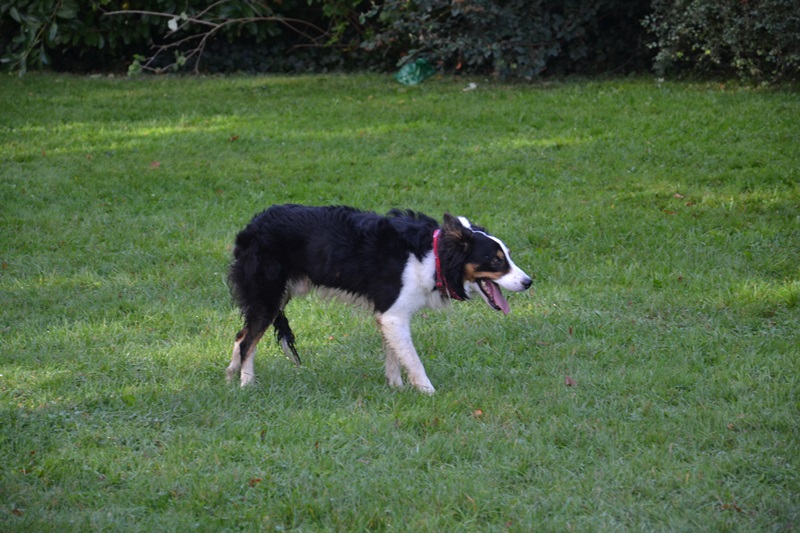 Transhumance 2023 - chien de berger