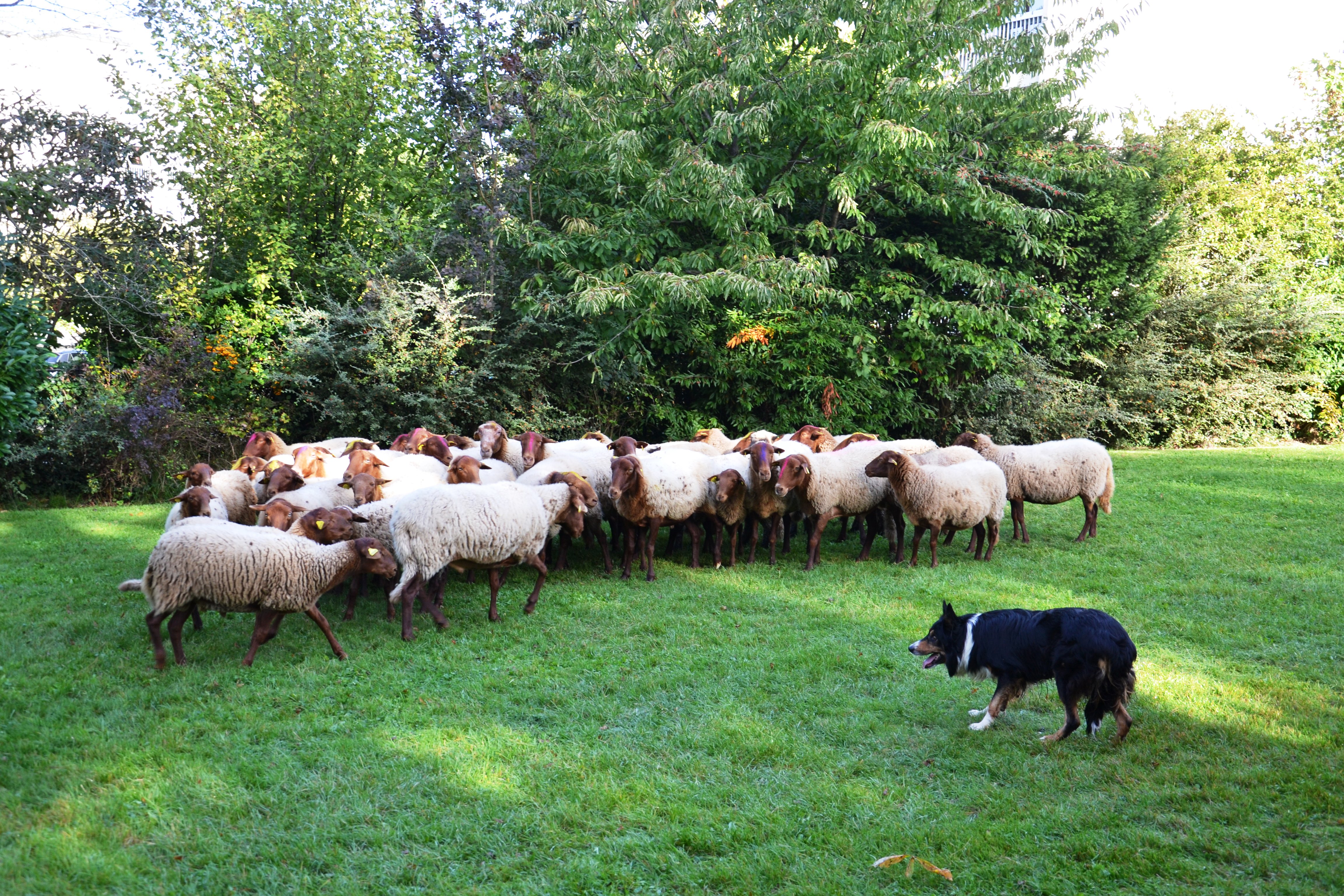 Transhumance 2023 - Démonstration du travail des chiens de berger