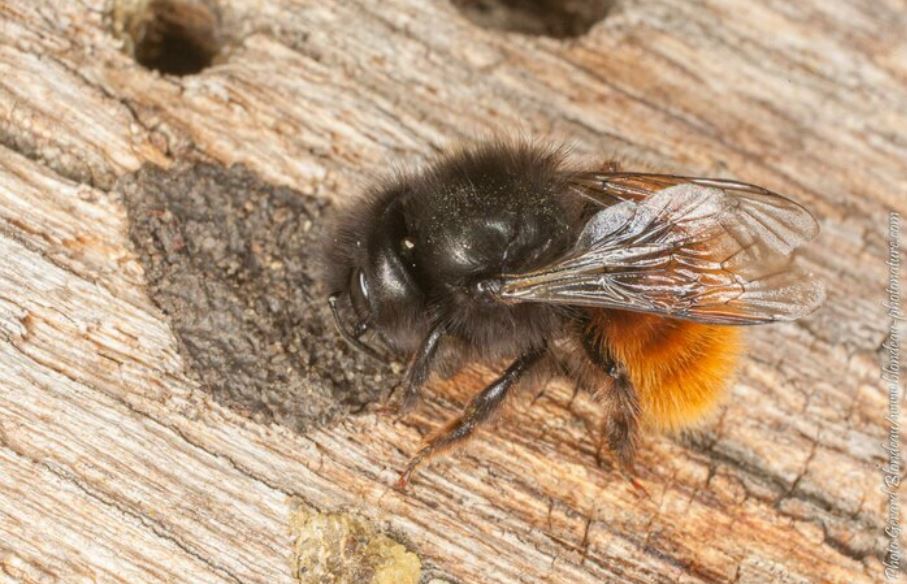 Abeille (photo de Gérard Blondeau)