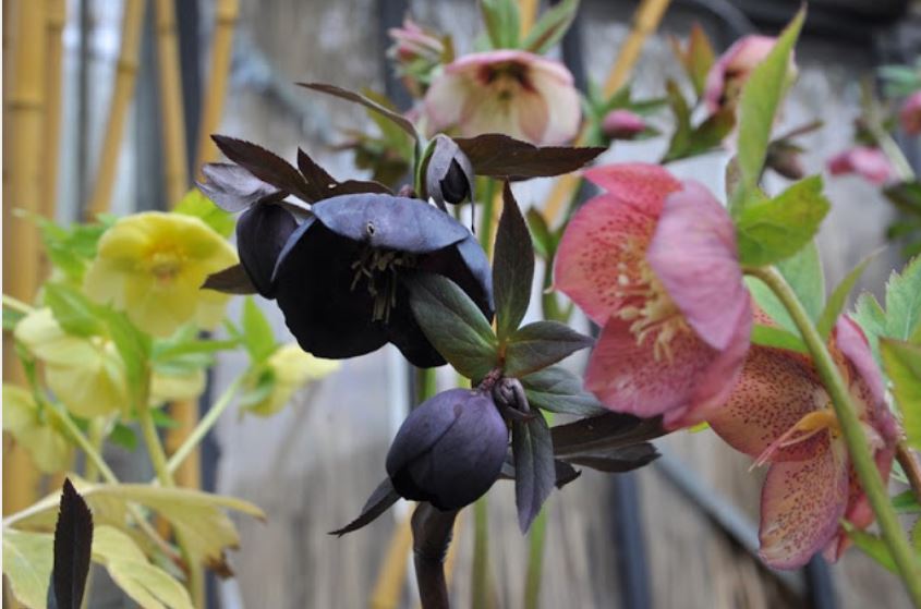 Atelier jardin du 2 juin 2017