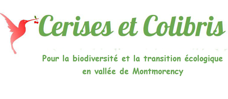 Cerises et Colibris Montmorency