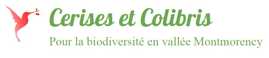 Cerises et Colibris