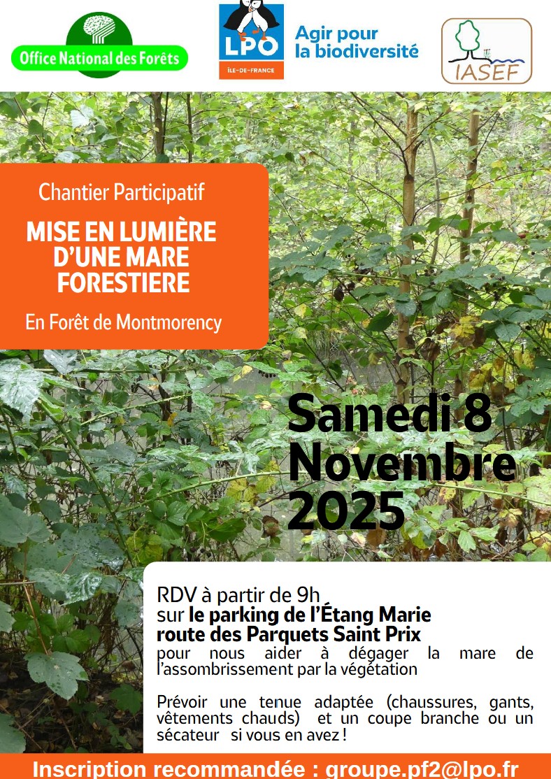 Chantier LPO Forêt de Montmorency - 8 novembre 2025