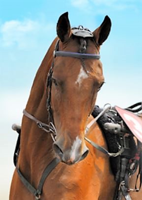 Cheval