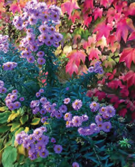 Atelier jardin - Couleurs du Plessis