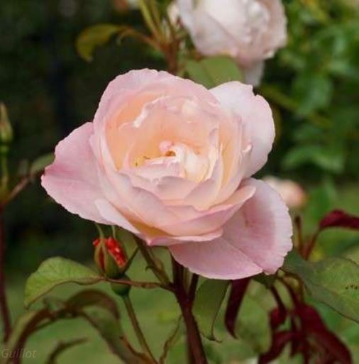 Rose Abbaye de Maubuisson