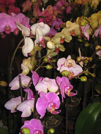 orchidées passions