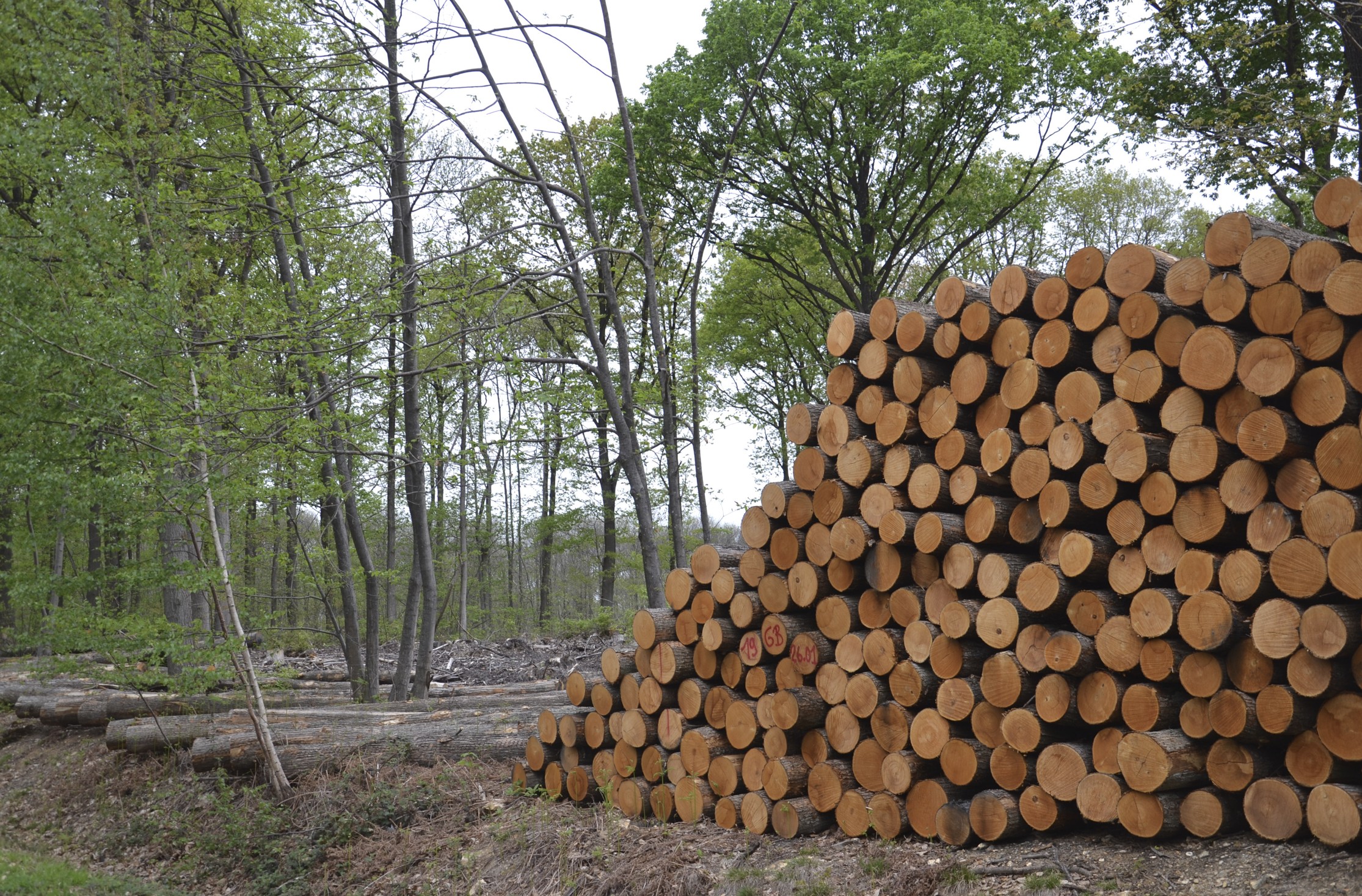 F&ecirc;te du bois - For&ecirc;t de Montmorency