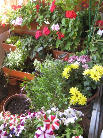 fleurs
