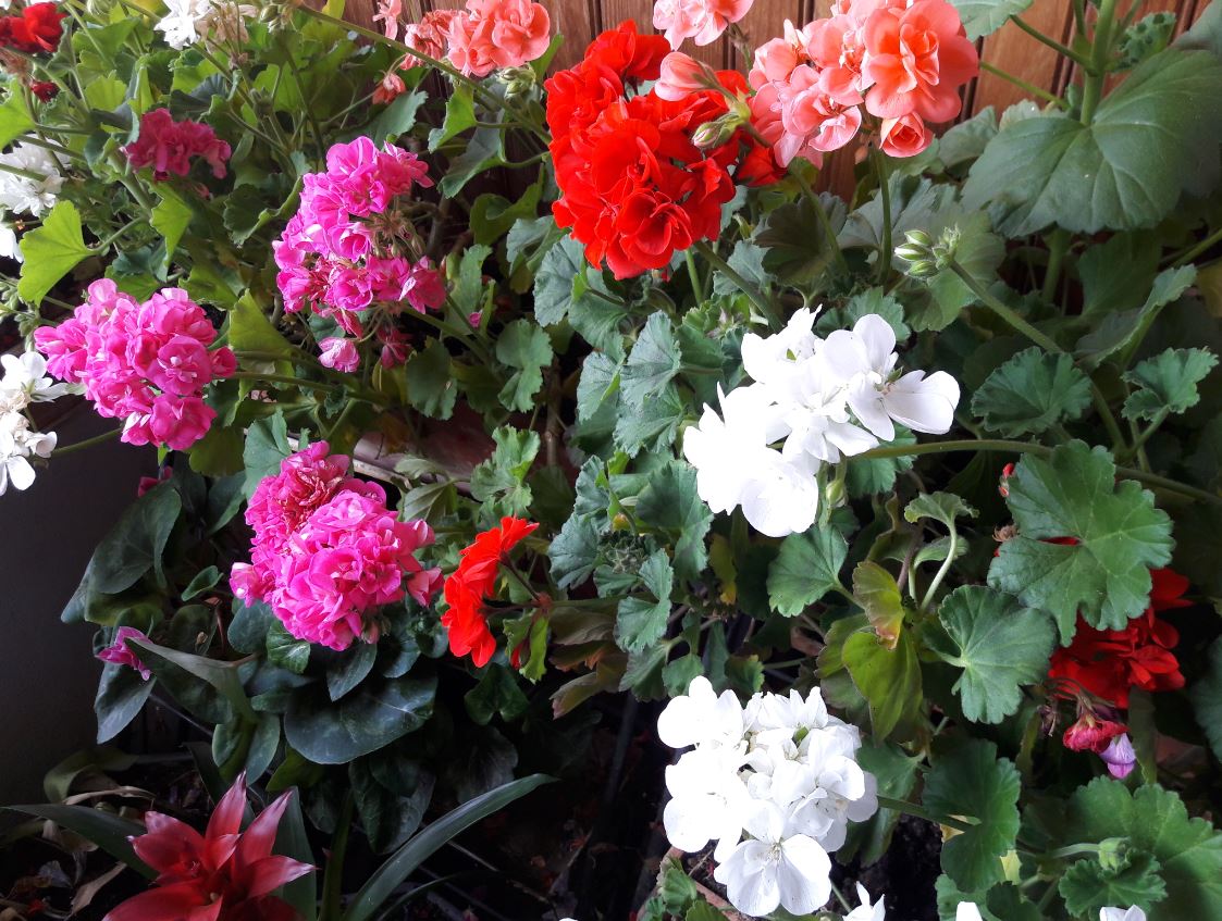 fleurs 2019