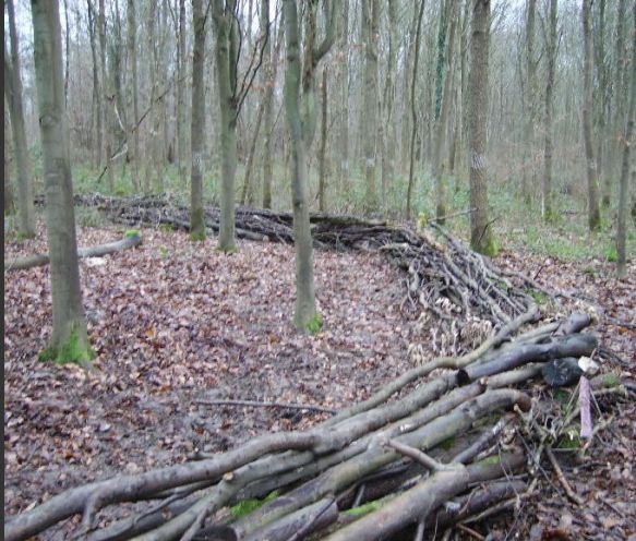 ATELIER LAND ART - Forêt de Montmorency