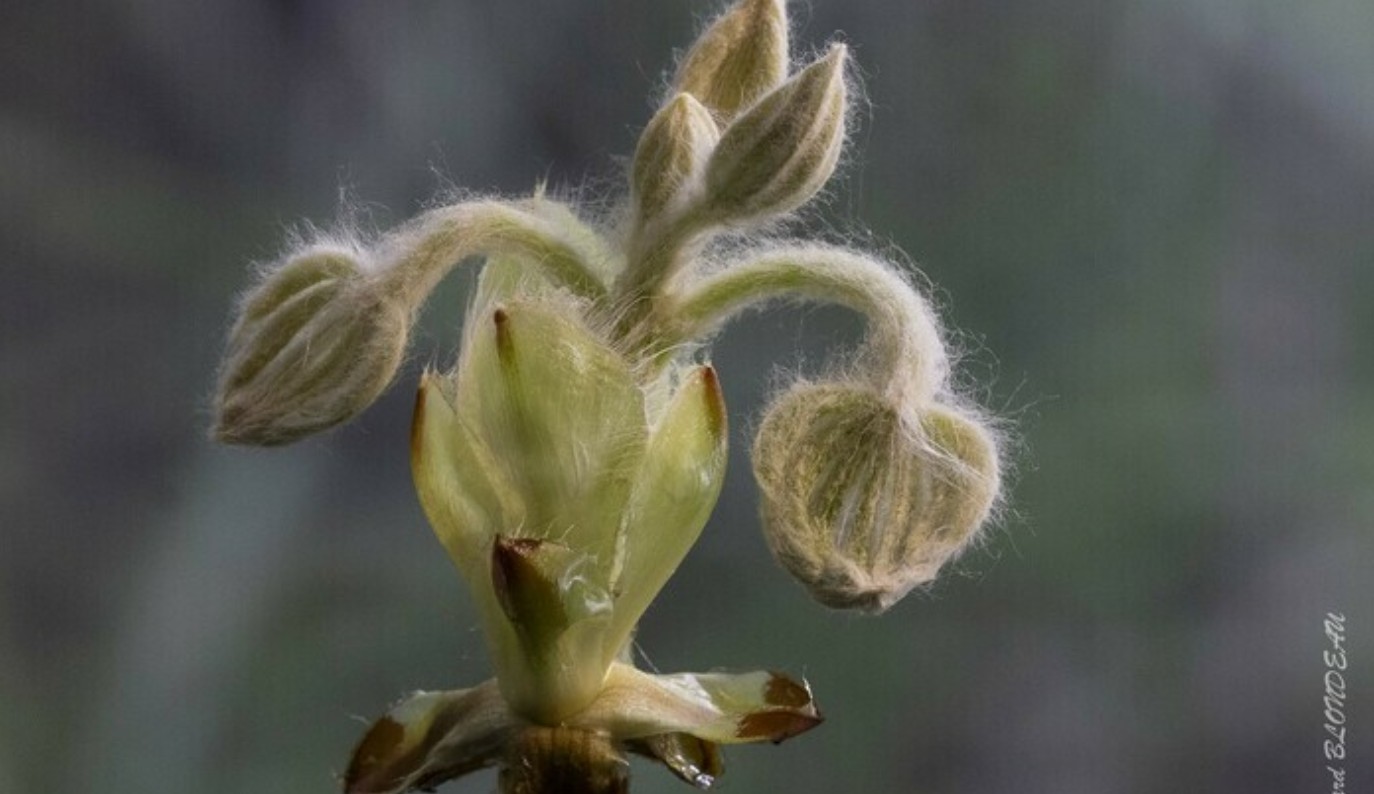 Cr&eacute;dit G&eacute;rard Blondeau
