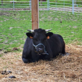 La ferme pédagogique d'Ermont de nouveau ouverte à tous !