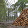 F&ecirc;te du bois en for&ecirc;t de Montmorency&nbsp;: balades foresti&egrave;res, veill&eacute;e cont&eacute;e et nombreuses animations&nbsp;!