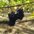 Venez participer aux vendanges de Saint-Prix ! A vos sécateurs !