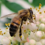 Animation nature&nbsp;: L'abeille domestique