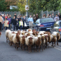 Transhumance des brebis solognotes