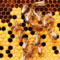 Conférence : La mortalité hivernale des colonies d'abeilles... une blague ?