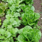 Animation nature : Permaculture : avantages et inconvénients