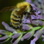 Animation nature : Plongée dans l’univers des insectes pollinisateurs et visite d’une ruche