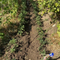 Sortie nature : Semer et planter au jardin au printemps
