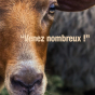 Grande transhumance Andilly Margency