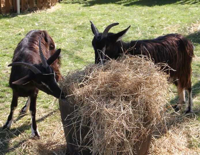 Naturelles 2018 : ferme pédagogique