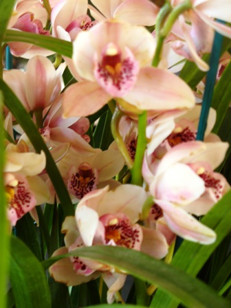 orchidées passions