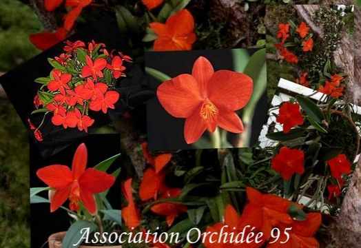 orchidée