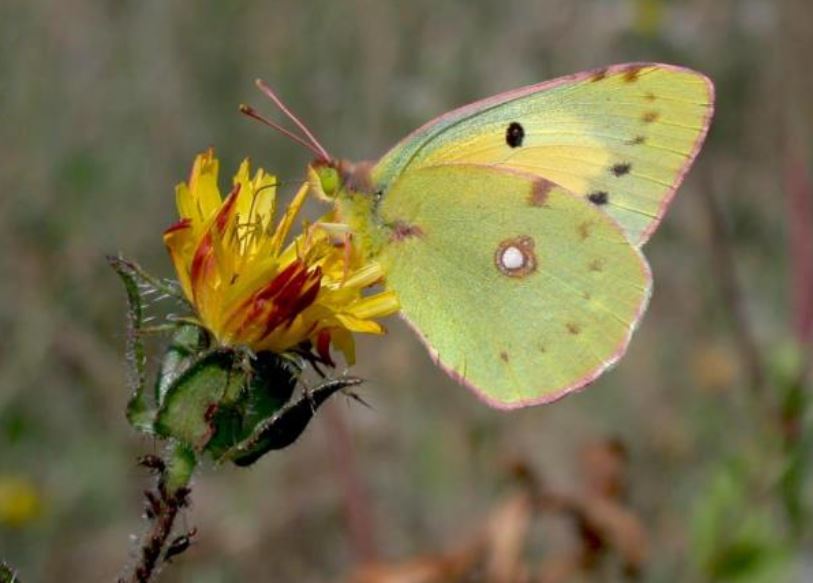 Papillon