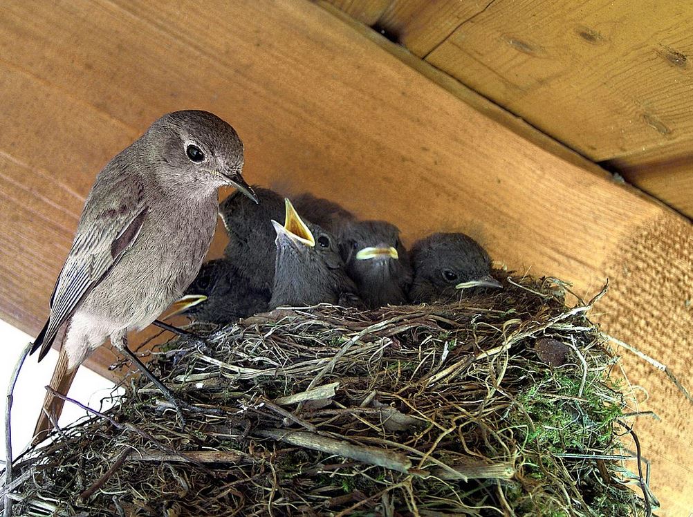 Rouge queue et ses petits