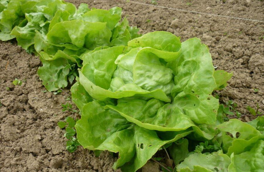 salade -  Crédit : ©Île-de-France Nature /A.Lucas
