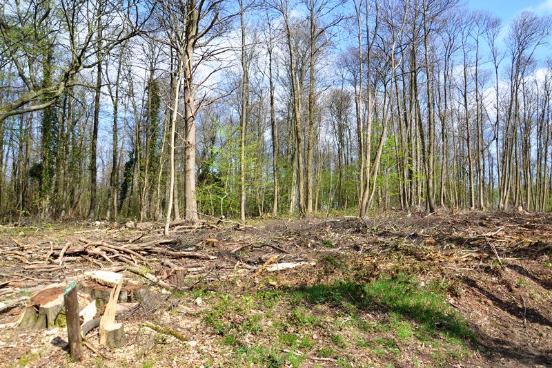 Forêt de Montmorency