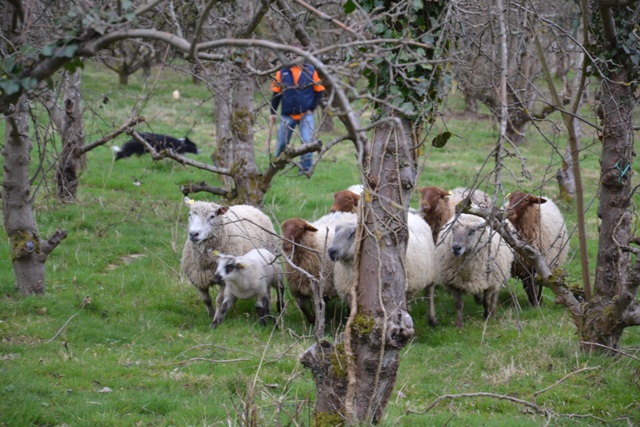 Transhumance : arrivée des moutons dans les vergers