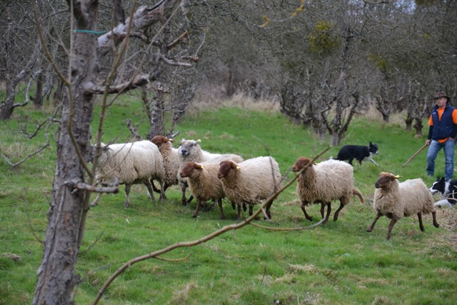 Transhumance à Saint-Prix en 2017